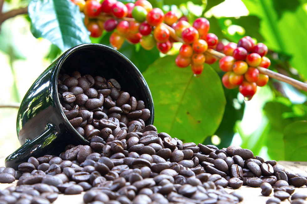 Buganda Asks For a Direct Share From Coffee Revenues